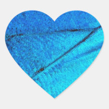 Asa Azul Iridescente da Borboleta