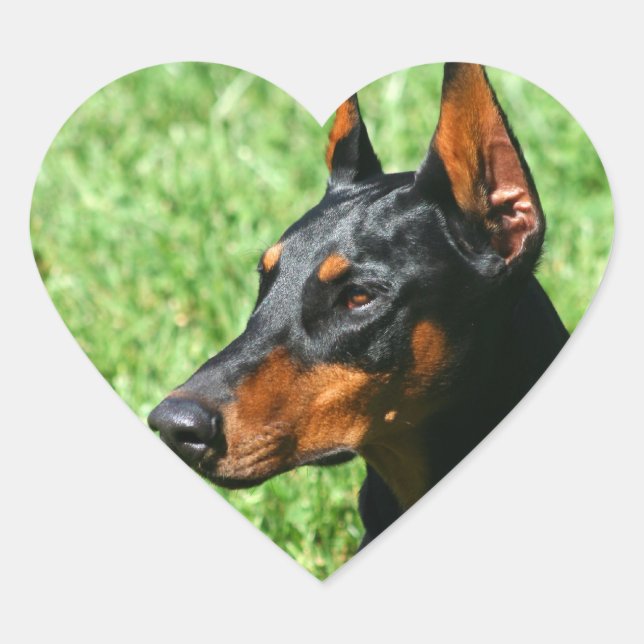 Adesivo Coração Autocolantes doberman Pinscher (Frente)
