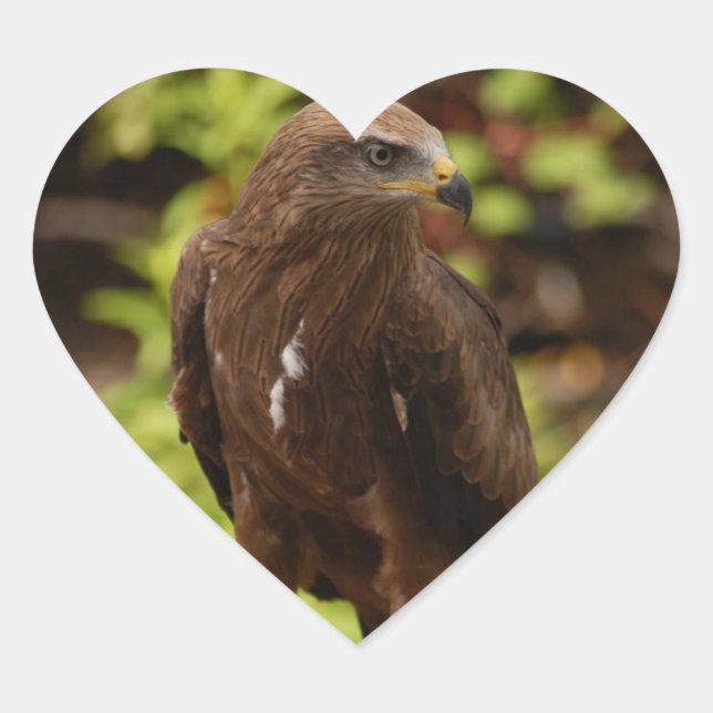 Adesivo Coração Aves de rapina (Frente)