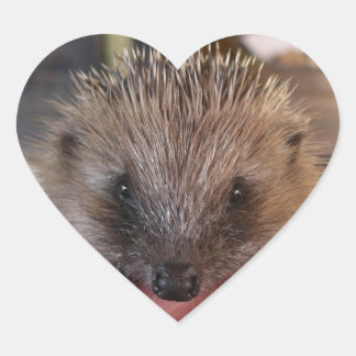Adesivo Coração Baby Hedgehog Sticker