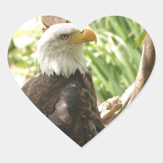 Adesivo Coração Bald Eagle (Frente)