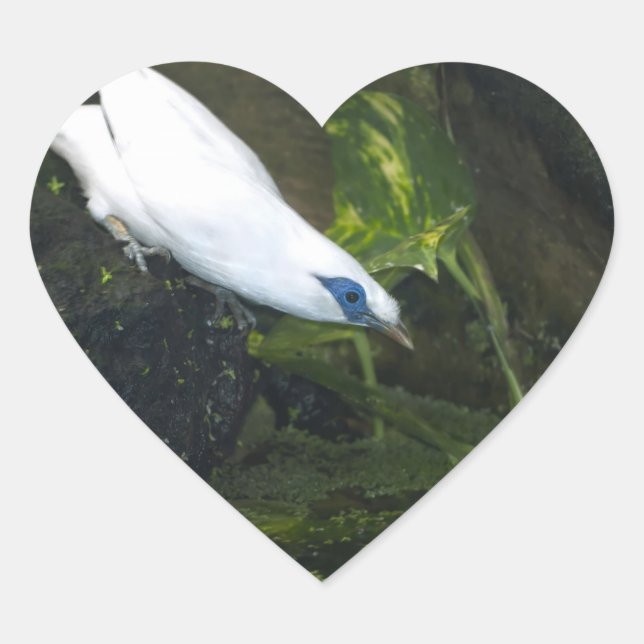 Adesivo Coração Bali Myna (Frente)
