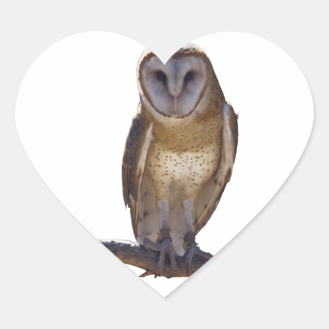 Adesivo Coração Barn Owl (Frente)