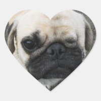 Bauwk... Pug Dog Puppy ... か わ い い 子 犬