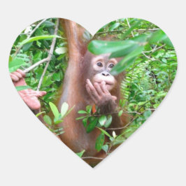Adesivo Coração Bebê Orangutan na selva de Bornéu