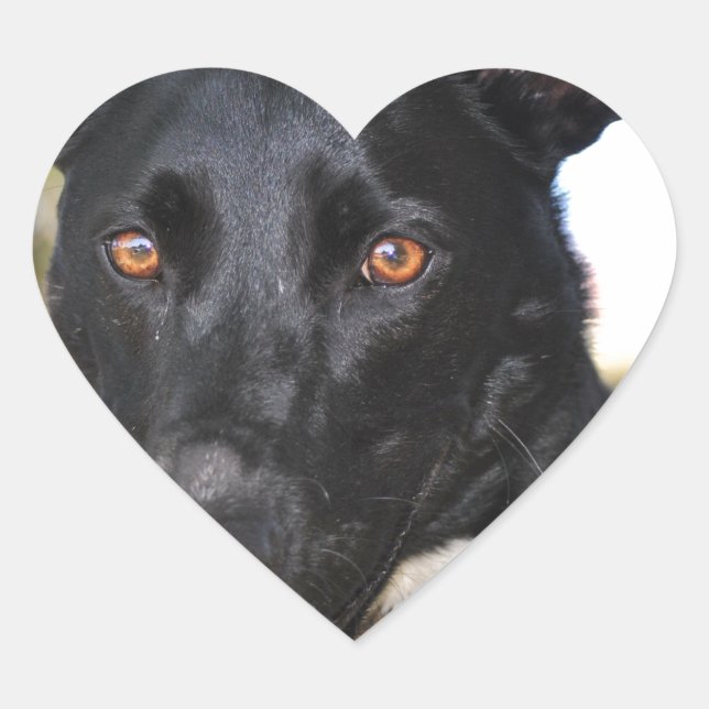 Adesivo Coração Belo cão com olhos aveludados (Frente)
