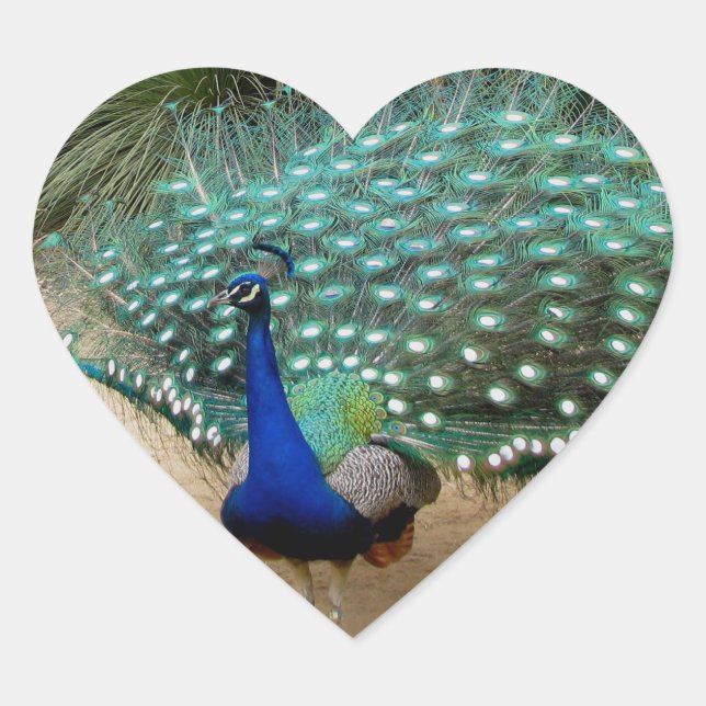 Adesivo Coração Belo Pavão (Frente)