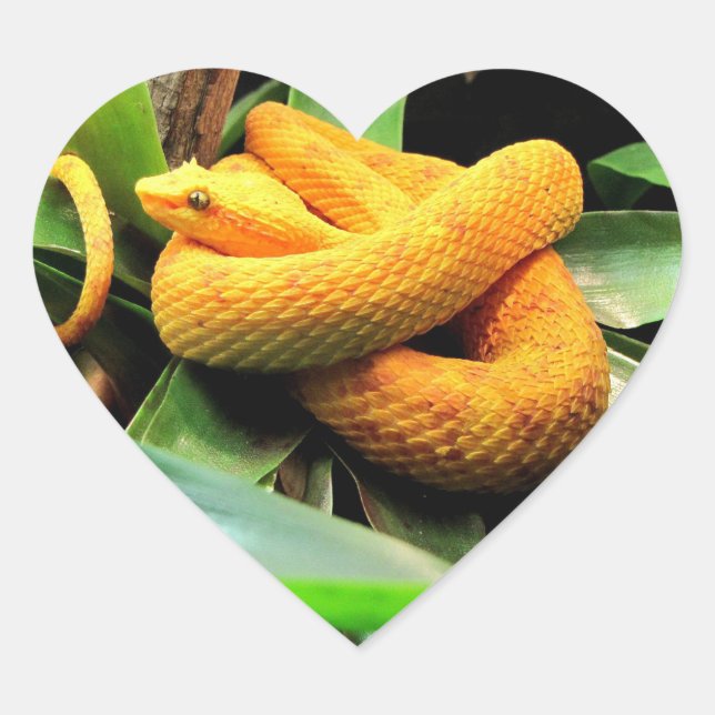 Adesivo Coração Belo Viper (Frente)