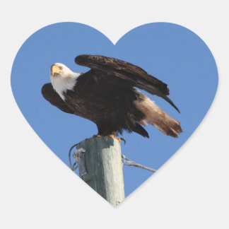 Adesivo Coração BEOUP Bald Eagle em polos utilitários