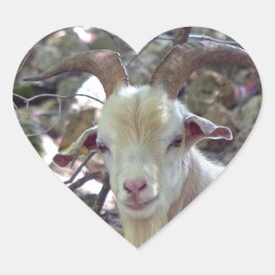 Adesivo Coração Billy Goat