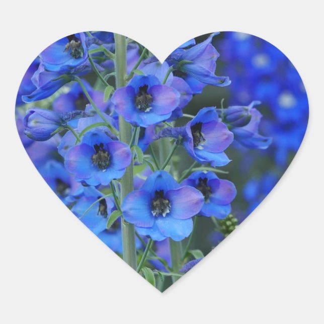 Adesivo Coração Blue Delphiniums Heart Sticker (Frente)