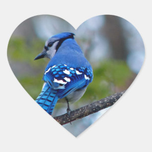 Adesivo Coração Blue Jay