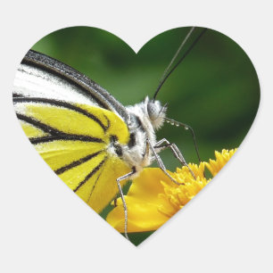 Adesivo Coração Borboleta amarela e vermelha na flor amarela