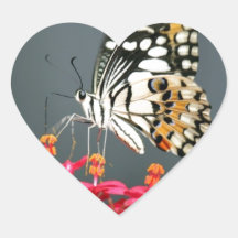 Borboleta branca preta e amarela em flores rosa