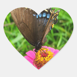 Adesivo Coração Borboleta-do-breu-preto sobre uma flor rosa