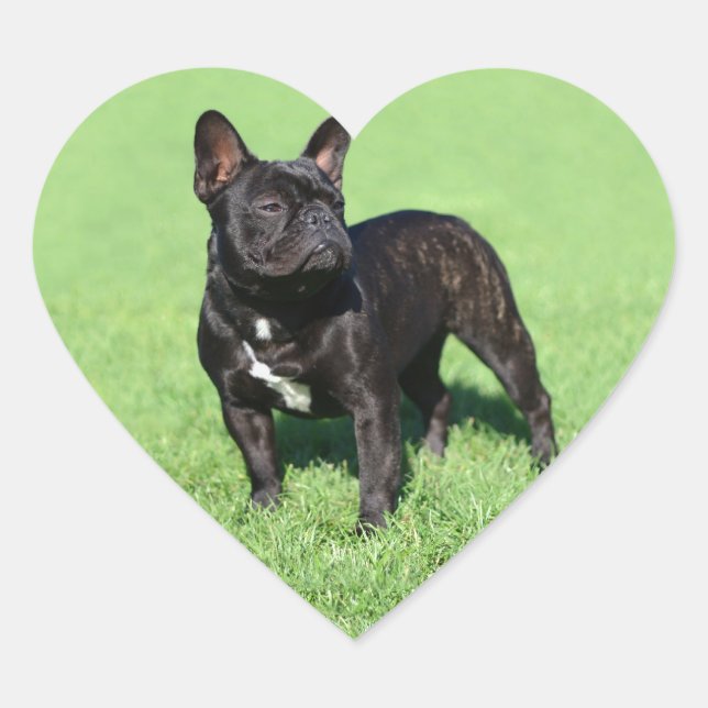 Adesivo Coração Buldogue Francês 2 (Frente)