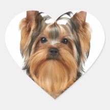 Cachorro do Yorkshire Terrier