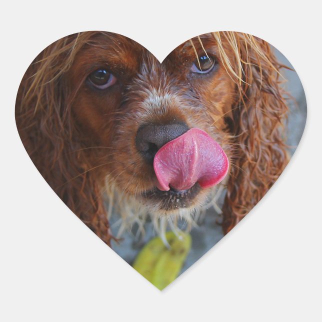 Adesivo Coração Cachorro Molhado com Banana (Frente)