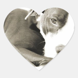 Adesivo Coração Cachorro pit bull preguiçoso e fofo dormindo