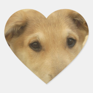 Adesivo Coração Cachorros e Cachorros Bonitos são o segundo melhor