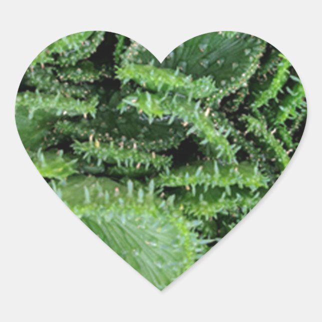 Adesivo Coração Cactus (Frente)