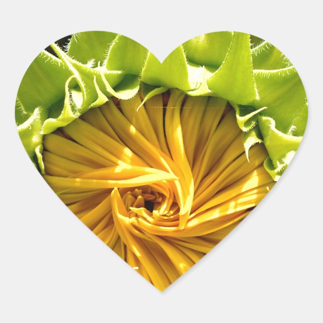 Adesivo Coração Cãibra de girassol (Frente)