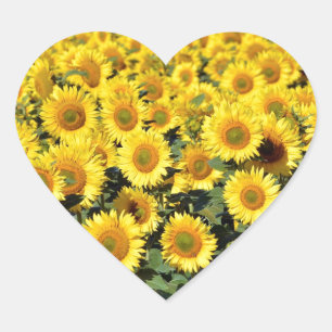Adesivo Coração Campo de girassol
