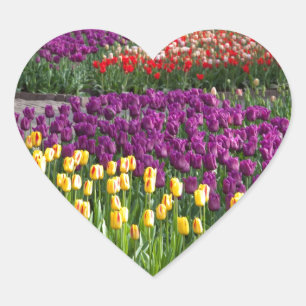 Adesivo Coração Campo de Tulipas