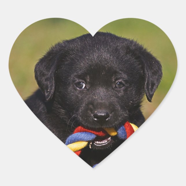 Adesivo Coração cão preto Labrador Retriever filhote bordador (Frente)