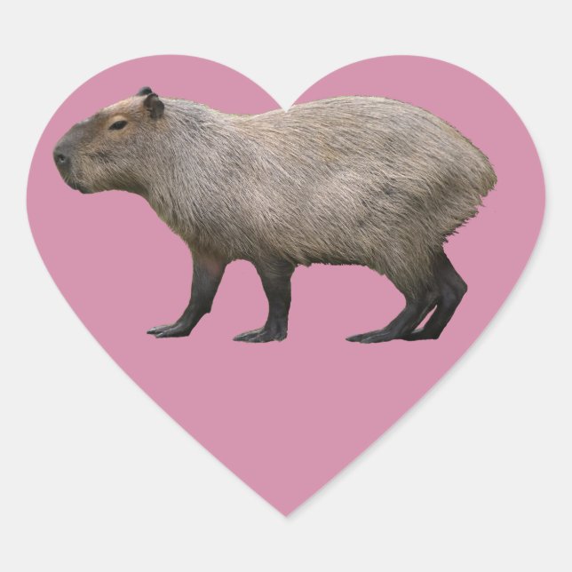Adesivo Coração Capybara (Frente)