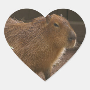 Adesivo Coração Capybara