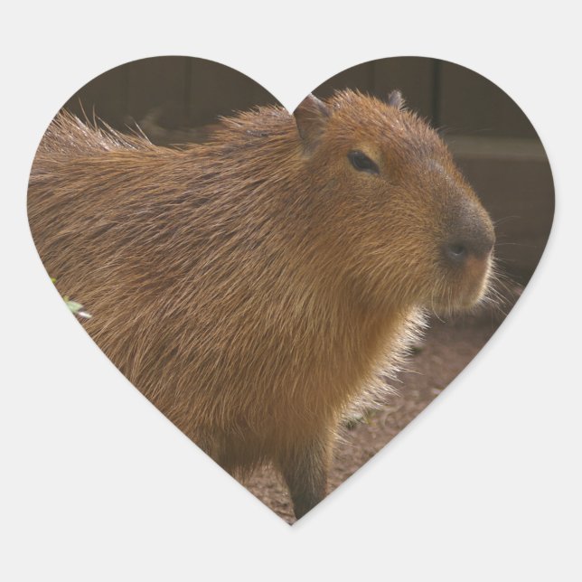 Adesivo Coração Capybara (Frente)