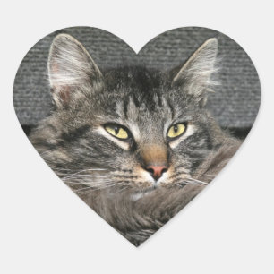 Adesivo Coração Cara do gato de racum de Maine