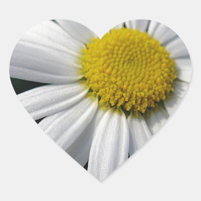 Adesivo Coração Centro de flor margarida branqueada (Frente)