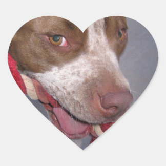 Adesivo Coração Cheeky Pitbull