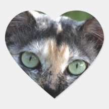 Cinza de Gato Branco Castanho com Olhos Verdes