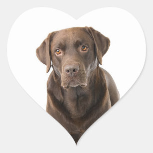 Adesivo Coração Coração de Cão de Chocolate Castanho Labrador Retr
