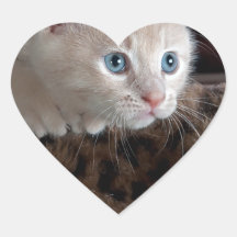 Creme Kitten com Belos Olhos Azuis