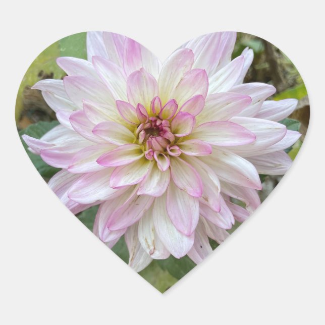 Adesivo Coração Dália com Pontas Rosa Claro (Frente)