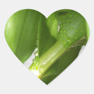 Adesivo Coração Dendrobium Orquídeo colado