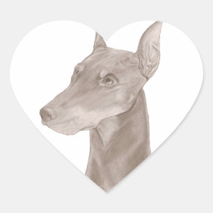 Adesivo Coração Doberman Portrait