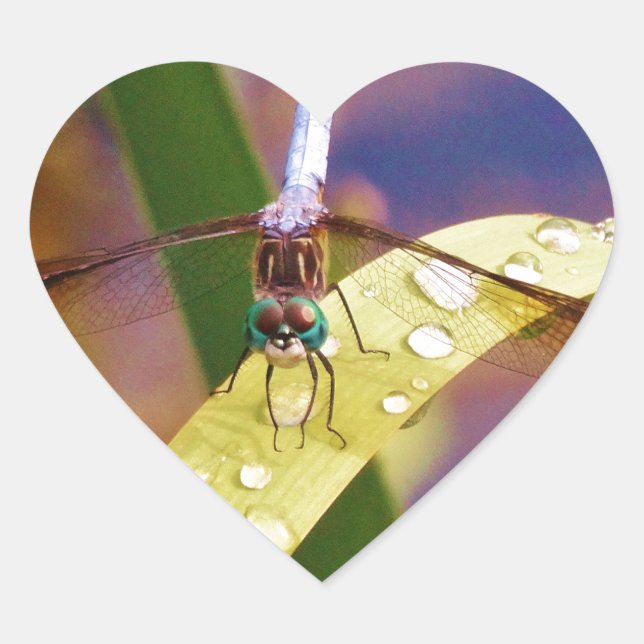 Adesivo Coração Dragonfly na folha de chuva (Frente)