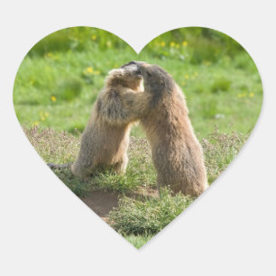 Adesivo Coração duas marmota novas