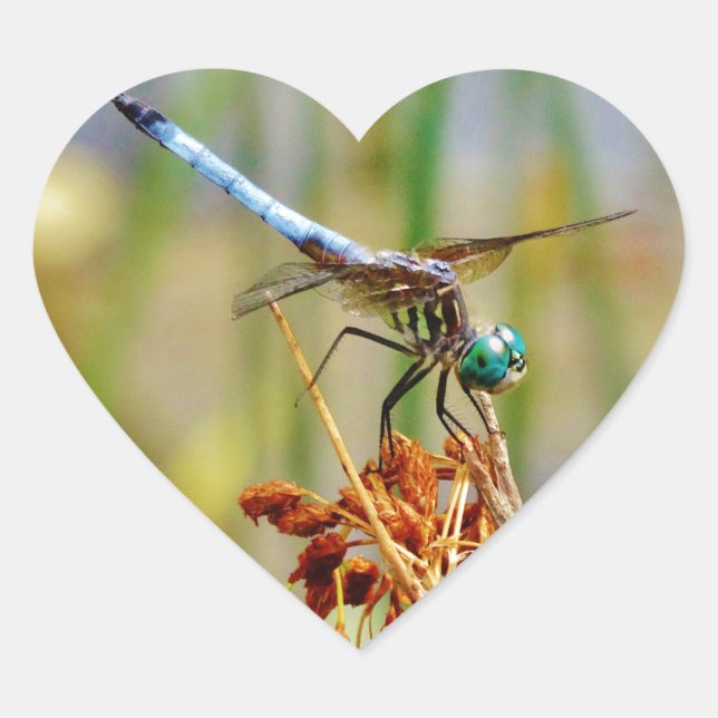 Adesivo Coração Erva de areia e Dragonfly (Frente)