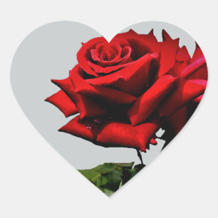 Adesivo Coração Eventos de Férias de Aniversário do Flor de rosa v