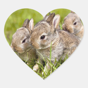 Adesivo Coração Família Coelho