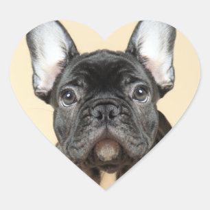 Adesivo Coração Filhote de cachorro do buldogue francês