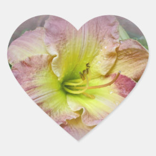Adesivo Coração Flor cor-de-rosa extravagante do hemerocallis