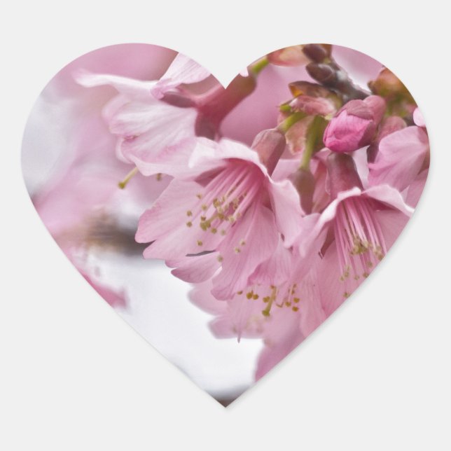 Adesivo Coração Flor de Cerejeira Sakura Rosa Pálido (Frente)