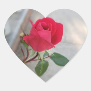 Adesivo Coração Flor de rosa vermelha pequena no autocolante card
